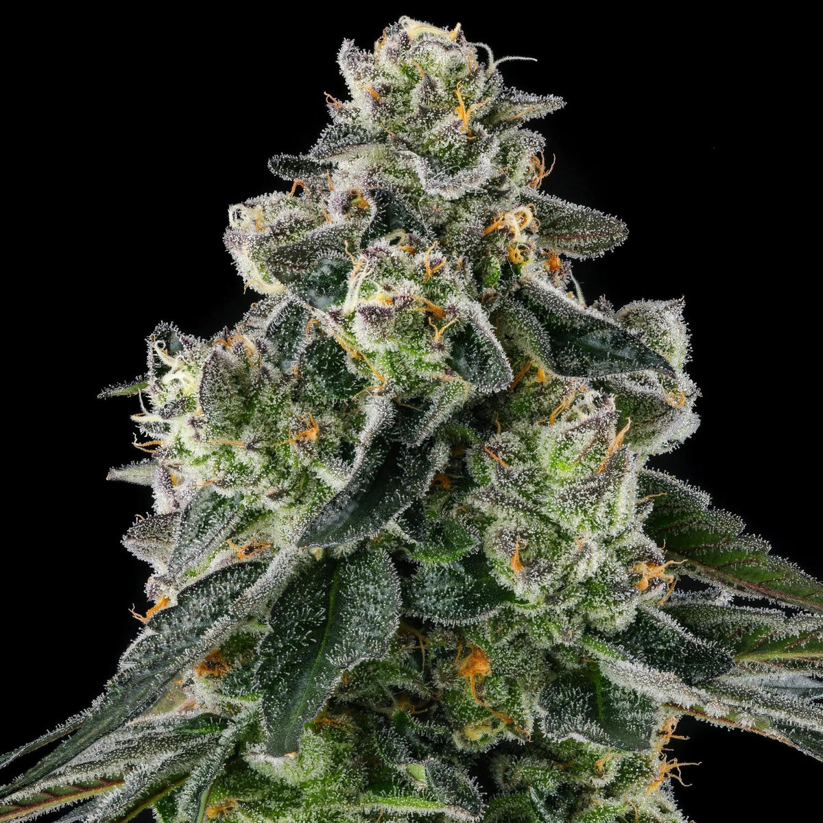 Compound Genetics - Afters