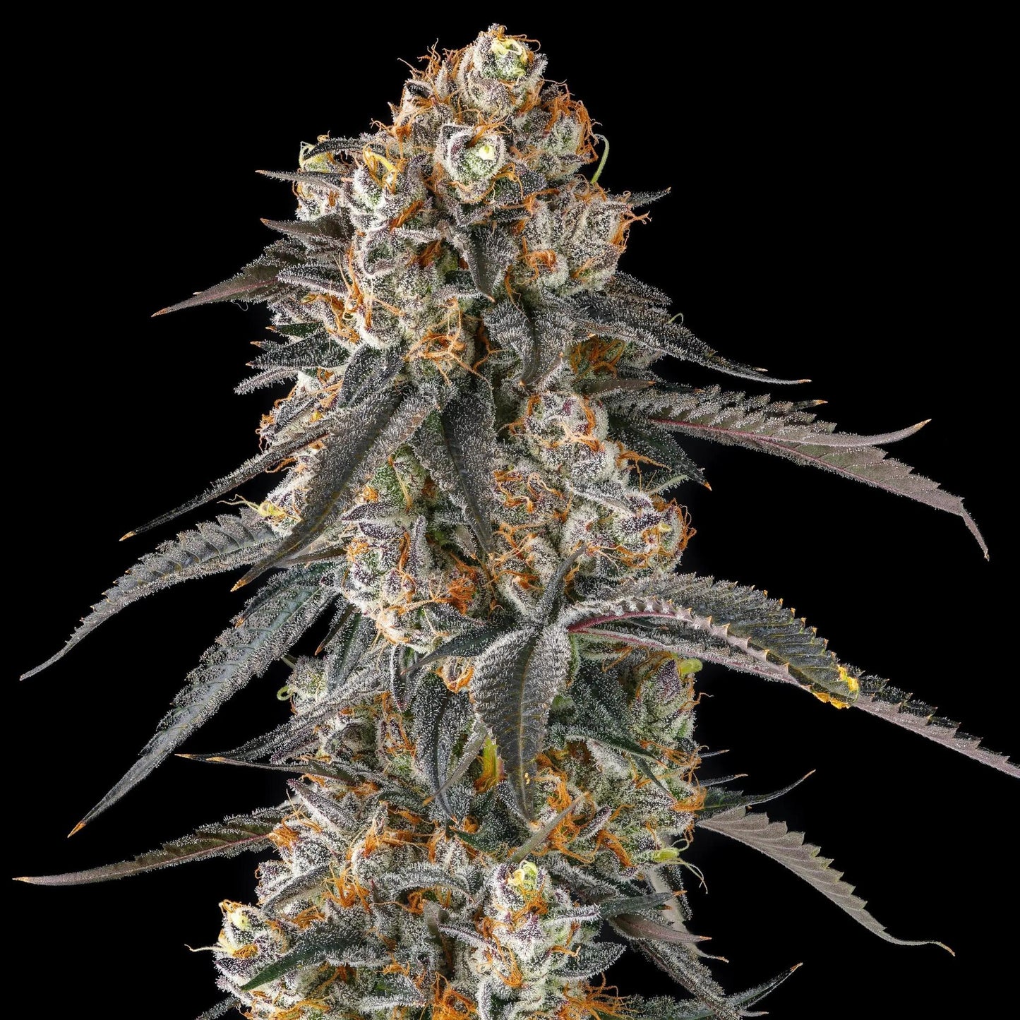 Compound Genetics - Solazo