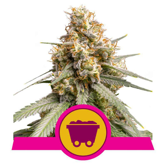 Royal Queen -  Shinning Silver Haze