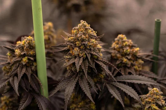 42 Fast Buds - Papayton