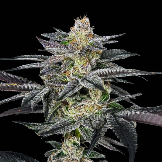 Elev8 - Nerds Rope S1