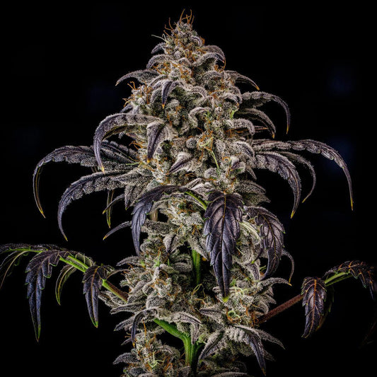 Mephisto - Double Grape