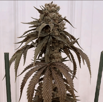 In House Genetics - Papayafiya