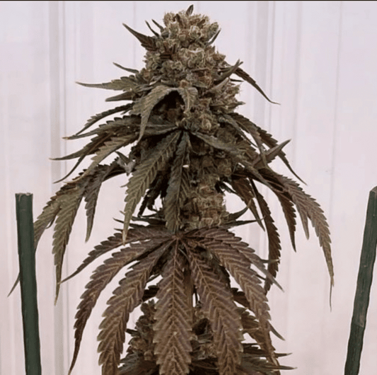 In House Genetics - Papayafiya