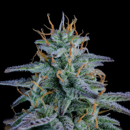 Mephisto - Strawberry Nuggets