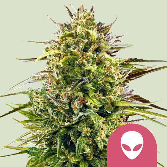 Royal Queen - Alien OG