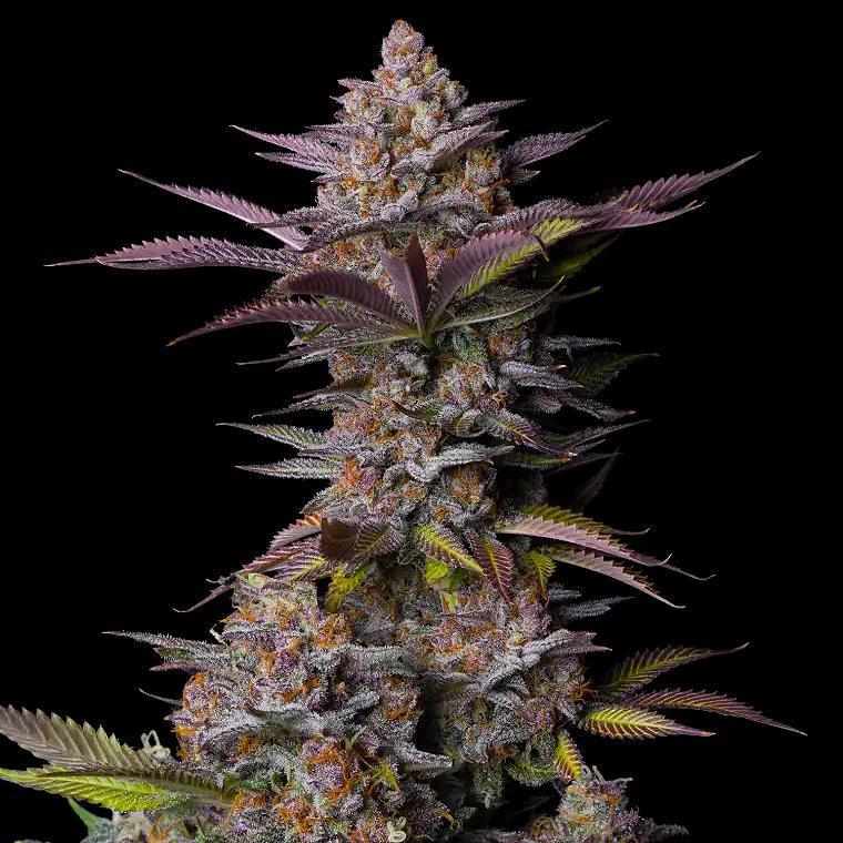 42 Fast Buds - Tropicana cookies FAST