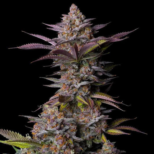 42 Fast Buds - Tropicana cookies FAST