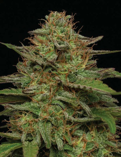 Humboldt - Strawberry Cheesecake