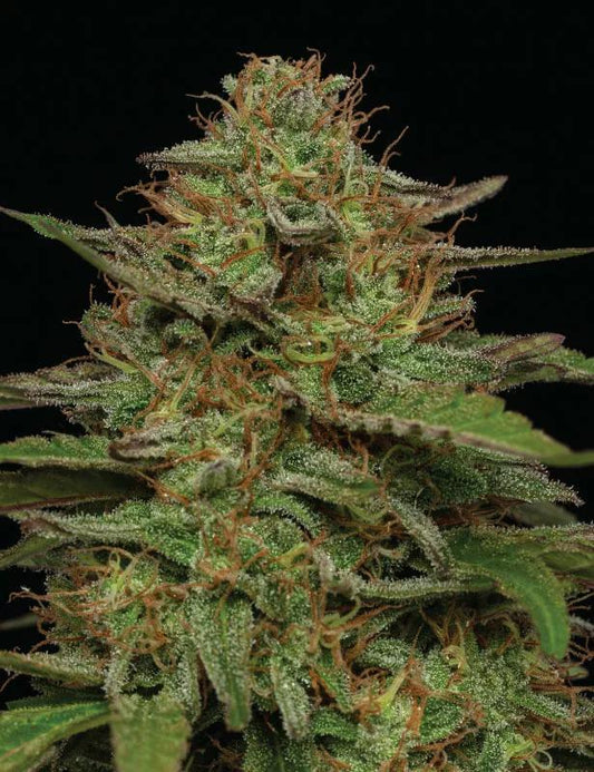Humboldt - Strawberry Cheesecake