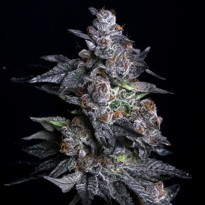 Elev8 Seeds - Apple Candie
