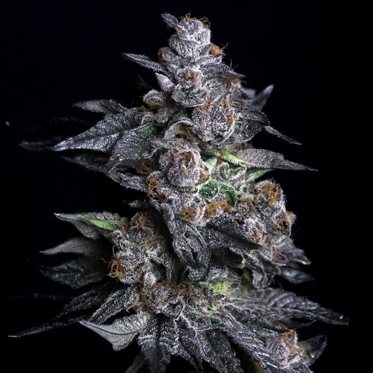 Elev8 Seeds - Apple Candie