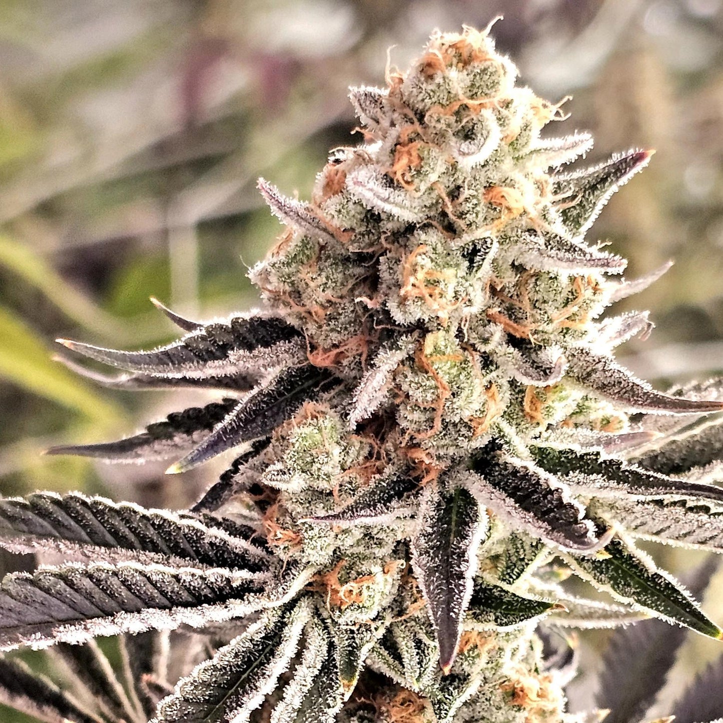 In House Genetics - Skunkaveli