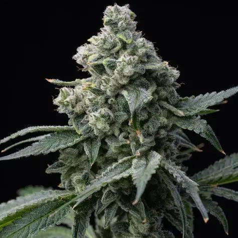 Barney's Farm - Bruce Banner