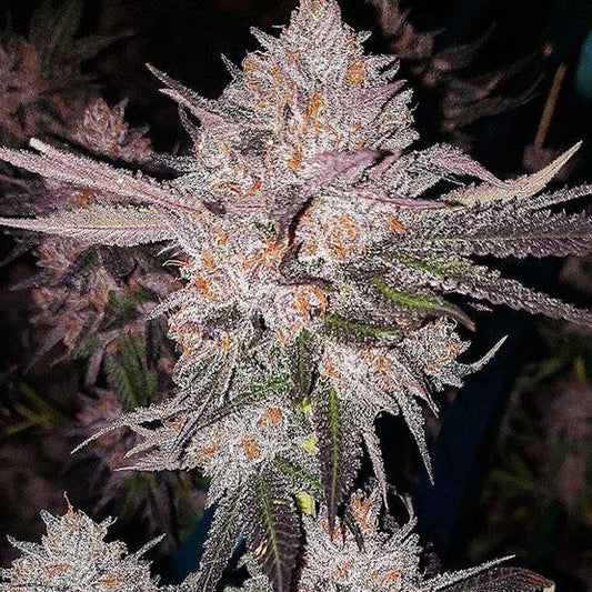 Ethos - OG Kush Autoflower