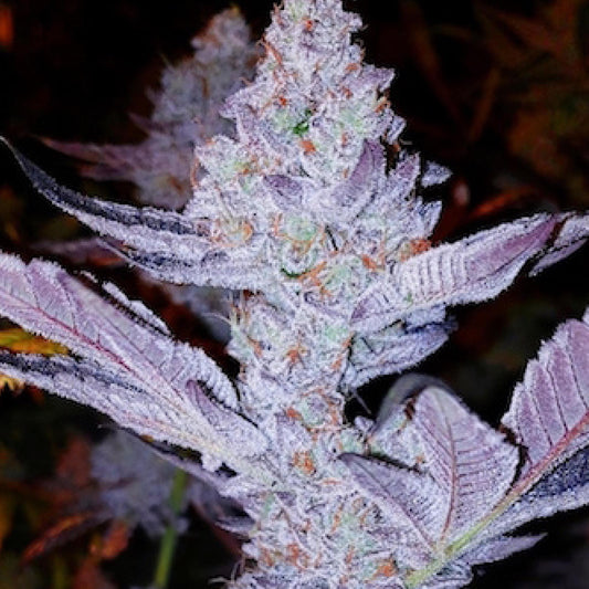 Ethos - GMO Zkittlez F1