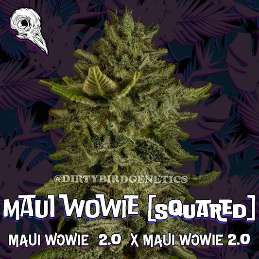 Dirty Bird - Maui Wowie