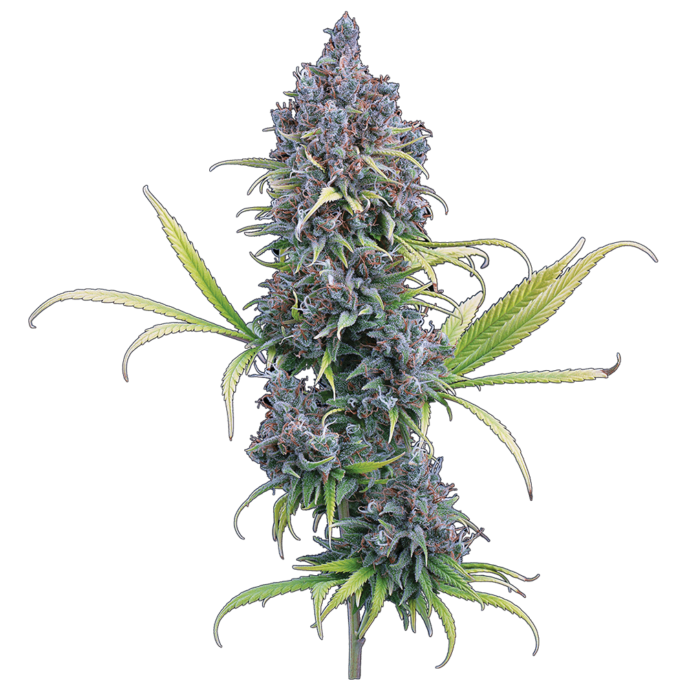 Brothers Grimm - Durban Thai x C 99