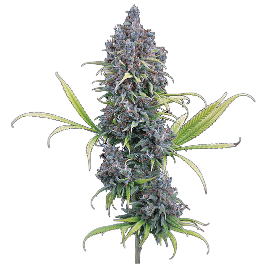 Brothers Grimm - Durban Thai x C 99