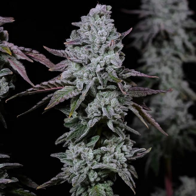 Ethos - BANANA DADDY IBL AUTO