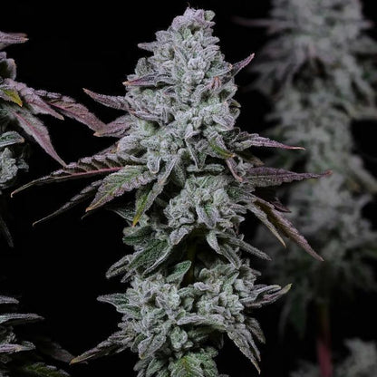 Ethos - BANANA DADDY IBL AUTO