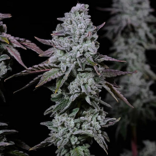 Ethos - BANANA DADDY IBL AUTO