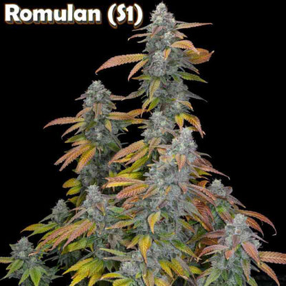 Romulan Genetics - Romulan S1