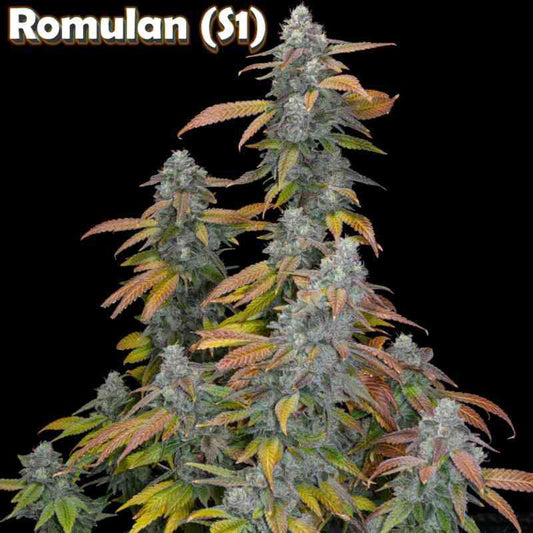 Romulan Genetics - Romulan S1