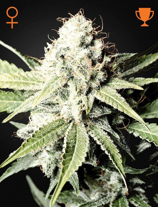 Green house Seed Co.  - Great White Shark