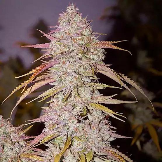 Ethos - Lemon OG Haze F-4