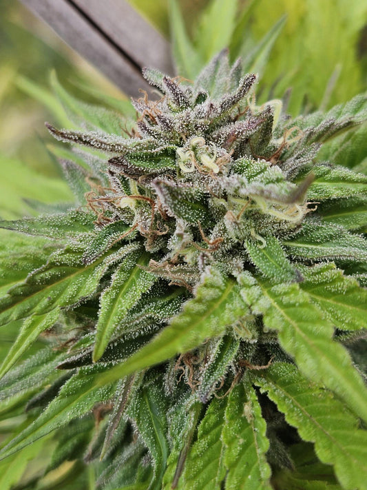 Equilibrium Genetics - Vietnamese Bluebeer