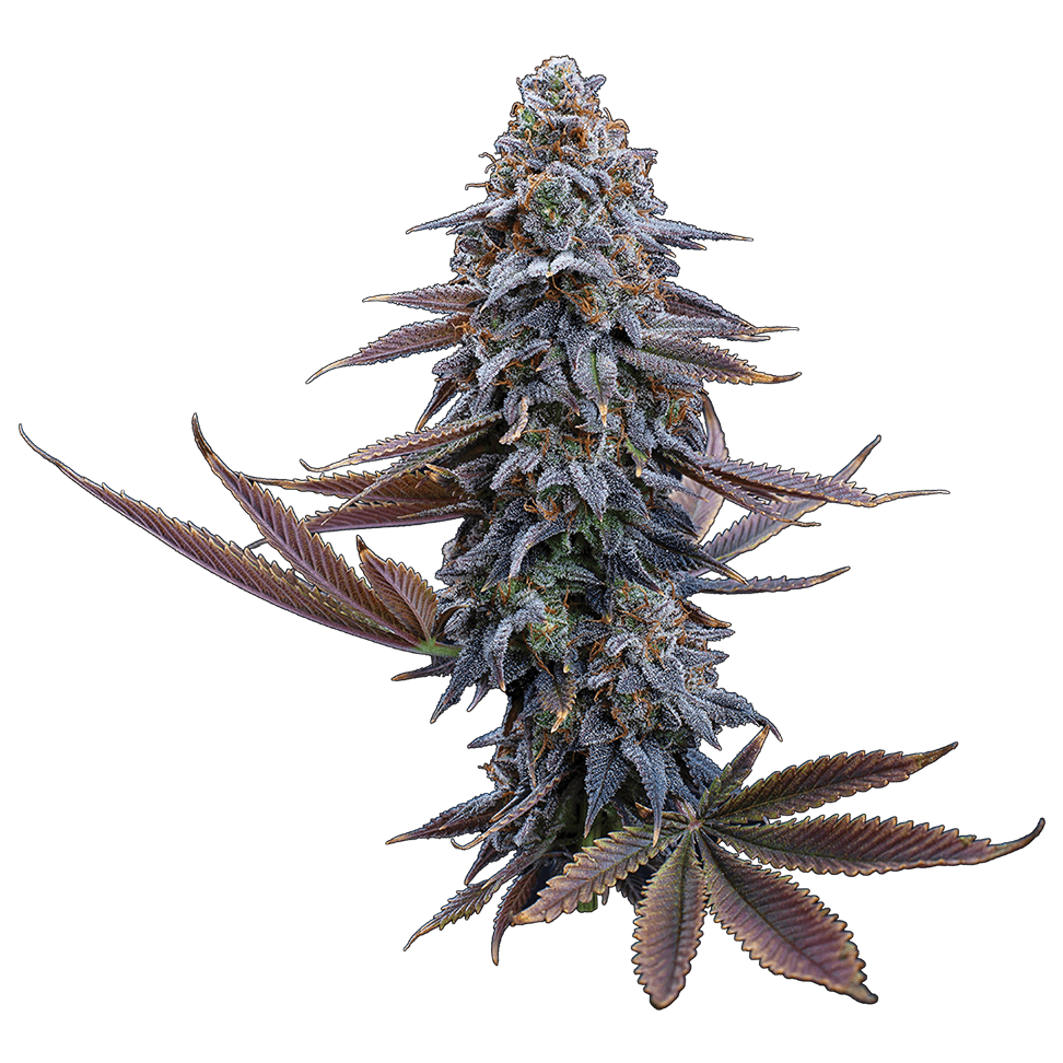 Brothers Grimm Seeds – Meaner Gardens