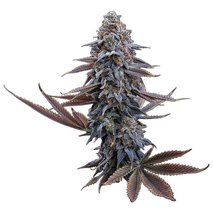 Brothers Grimm - G13 Genius