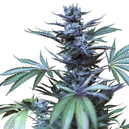 Royal Queen - Skunk XL