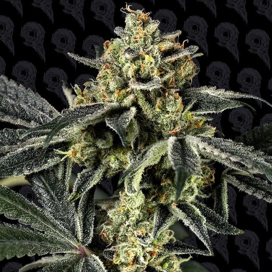 Dirty Bird - Vanilla Burzt