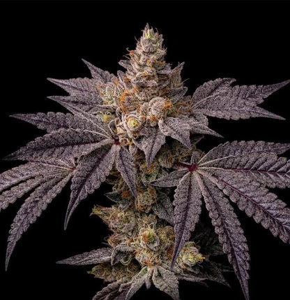 Ethos - Toad Candy R1