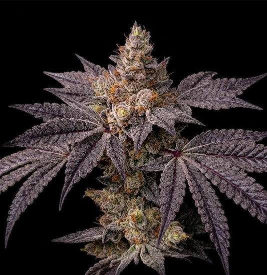 Ethos - Toad Candy R1