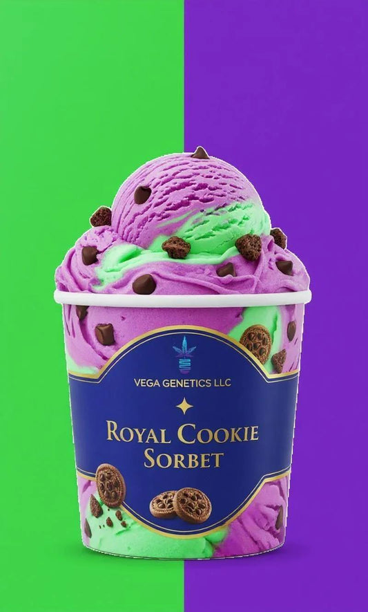 Vega Genetics - Royal cookie sorbet