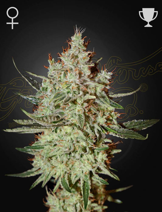 Green House Seed Co. - Gh Cheese
