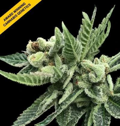 DNA Genetics - White Widow