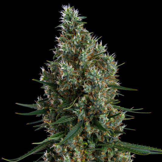 Ethos - ZWEET INZANITY RBX
