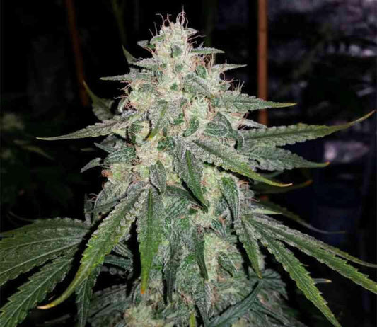 Mephisto - 4 Assed Monkey