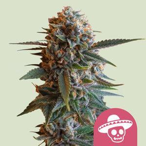 Royal Queen -  Mexican rush