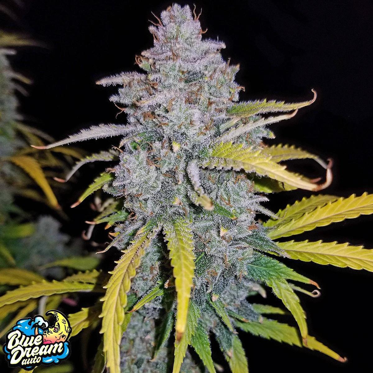 42 Fast Buds - Blue Dream Auto