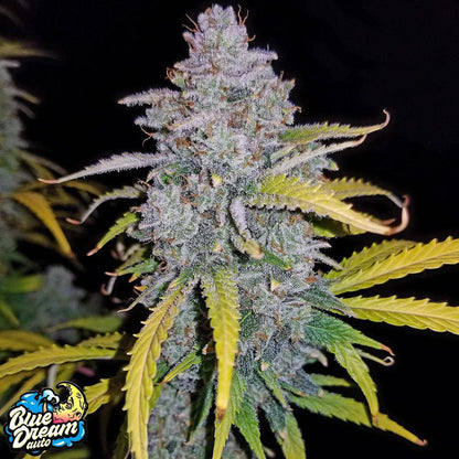 42 Fast Buds - Blue Dream Auto