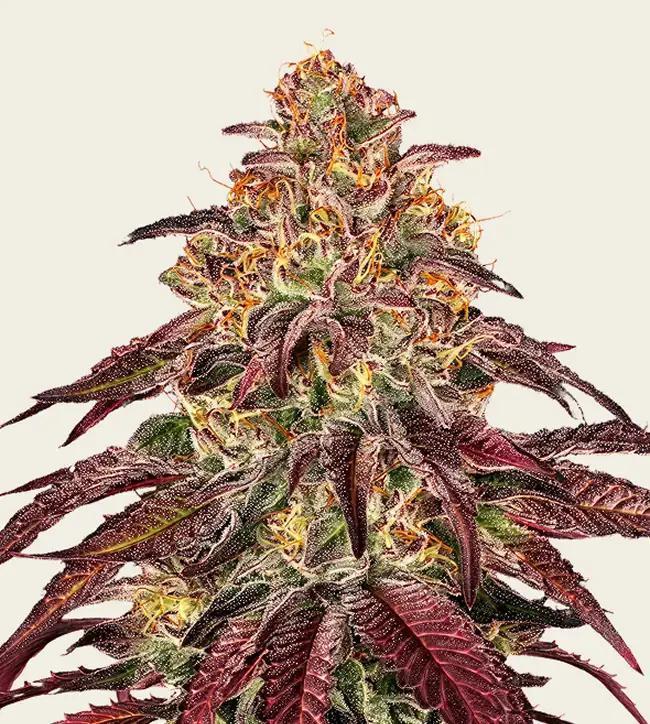 Barney's Farm - EVO