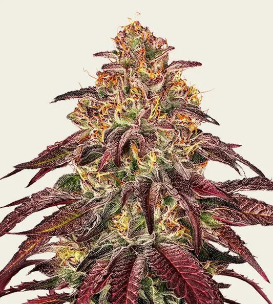 Barney's Farm - EVO