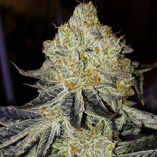 Ethos - Mandarin Zkittlez F-1