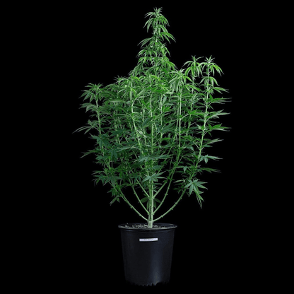Brothers Grimm - G13 Genius