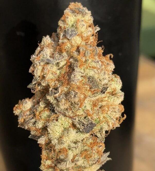 Purple City Genetics -  Strawberry Gushers
